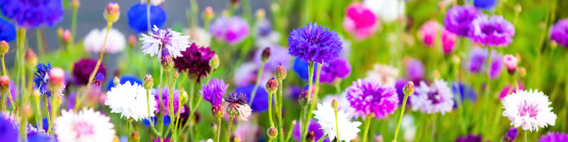 centaurea, cornflower, bachelor button